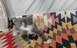 Mixed Breed cats for sale: 3 beautiful kittens left for sale!! - Image 6