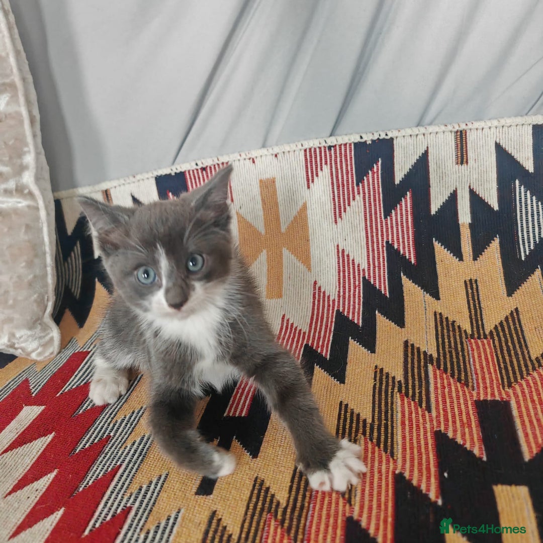 Mixed Breed cats for sale: 3 beautiful kittens left for sale!! - Image 6