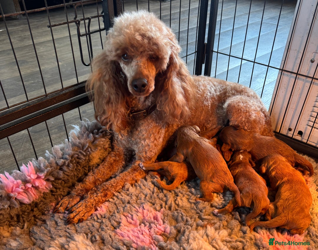Cockapoo dogs for sale: Stunning F1 Cockapoo Puppies - Advert 11