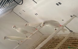 Canaries birds for sale: Rylander canary’s  - Image 3