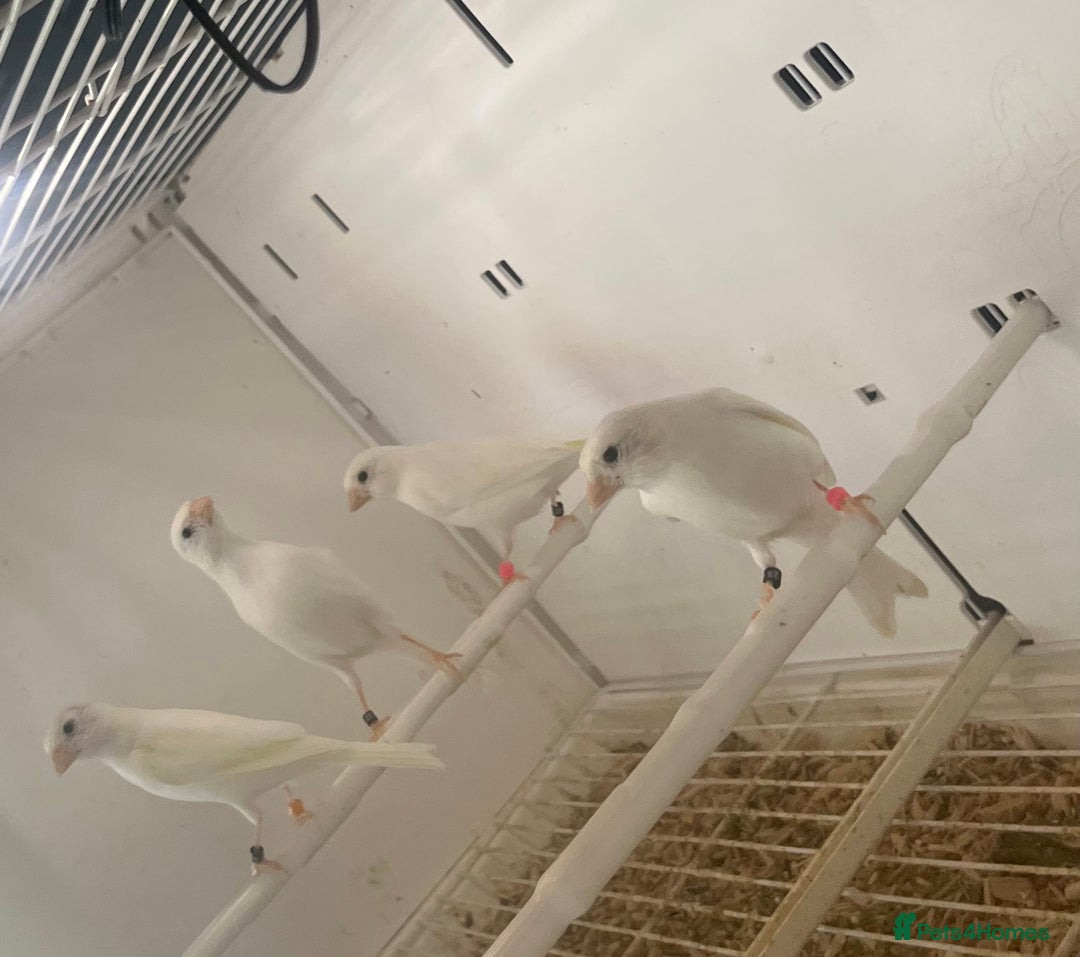 Canaries birds for sale: Rylander canary’s  - Image 3