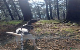 Pointer dogs for adoption: Charlie is looking for his forever home  - Image 6