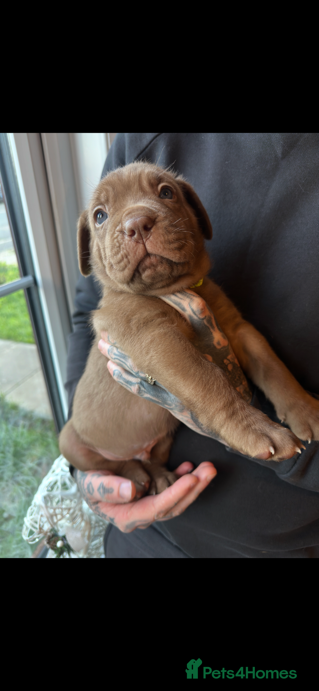 Mixed Breed dogs for sale: Presa X Neo puppies - Advert 16