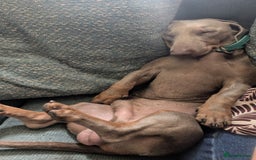 Miniature Dachshund dogs for sale: 1 year old male miniature daschund - Advert 4