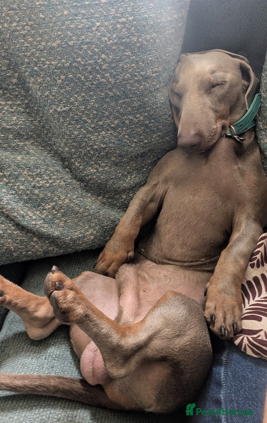 Miniature Dachshund dogs for sale: 1 year old male miniature daschund - Advert 4