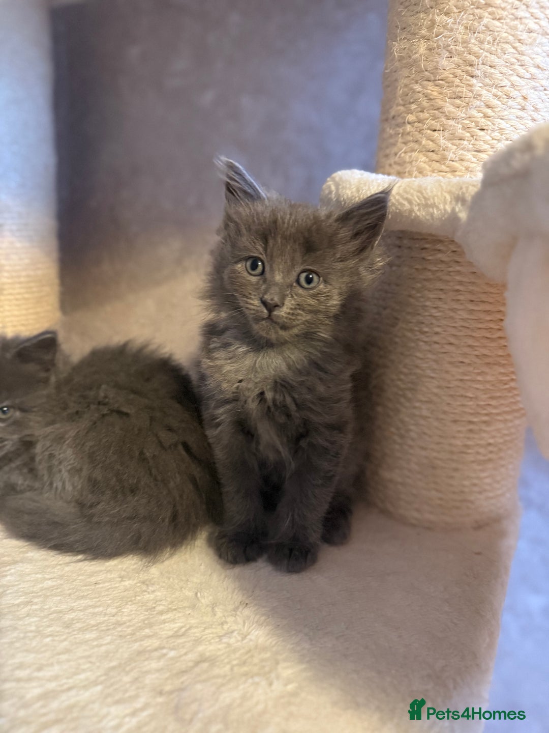 Ragcoon cats for sale: READY NOW Stunning RAGCOON Kittens  - Advert 14