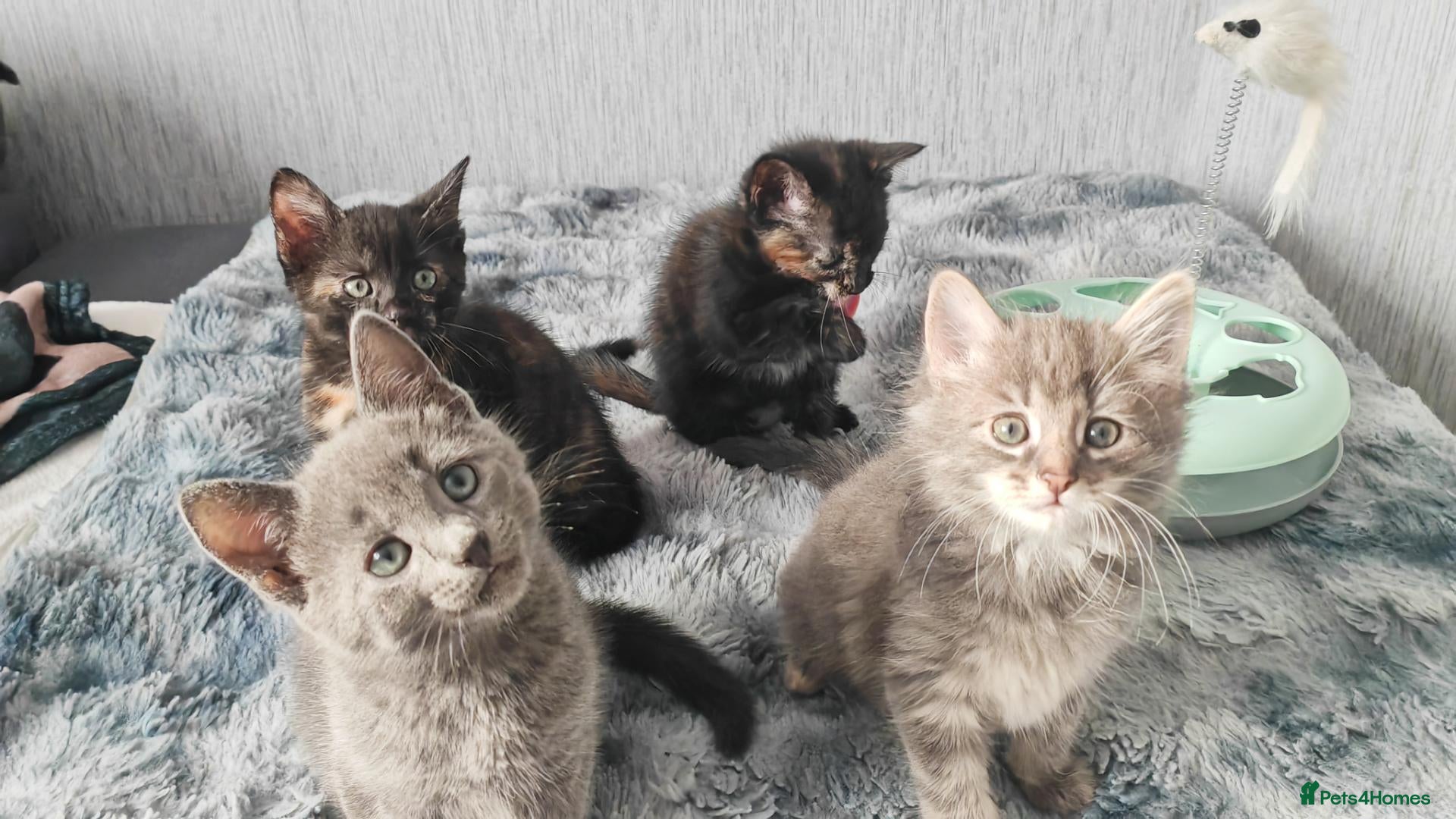 Mixed Breed cats Kittens - Advert 4