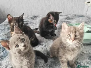 Mixed Breed cats Kittens - Advert 4