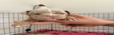 Old Tyme Bulldog Puppy 6