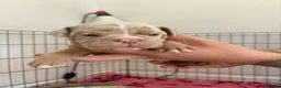 Old Tyme Bulldog dogs for sale: Old Tyme bulldog pups - Advert 7