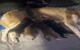 Siberian Husky dogs for sale: Siberian Husky puppies  - Advert 4