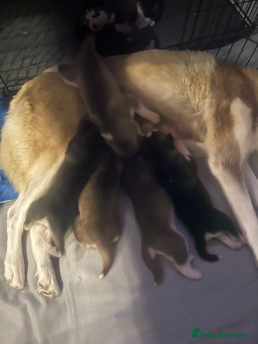 Siberian Husky dogs for sale: Siberian Husky puppies  - Advert 4