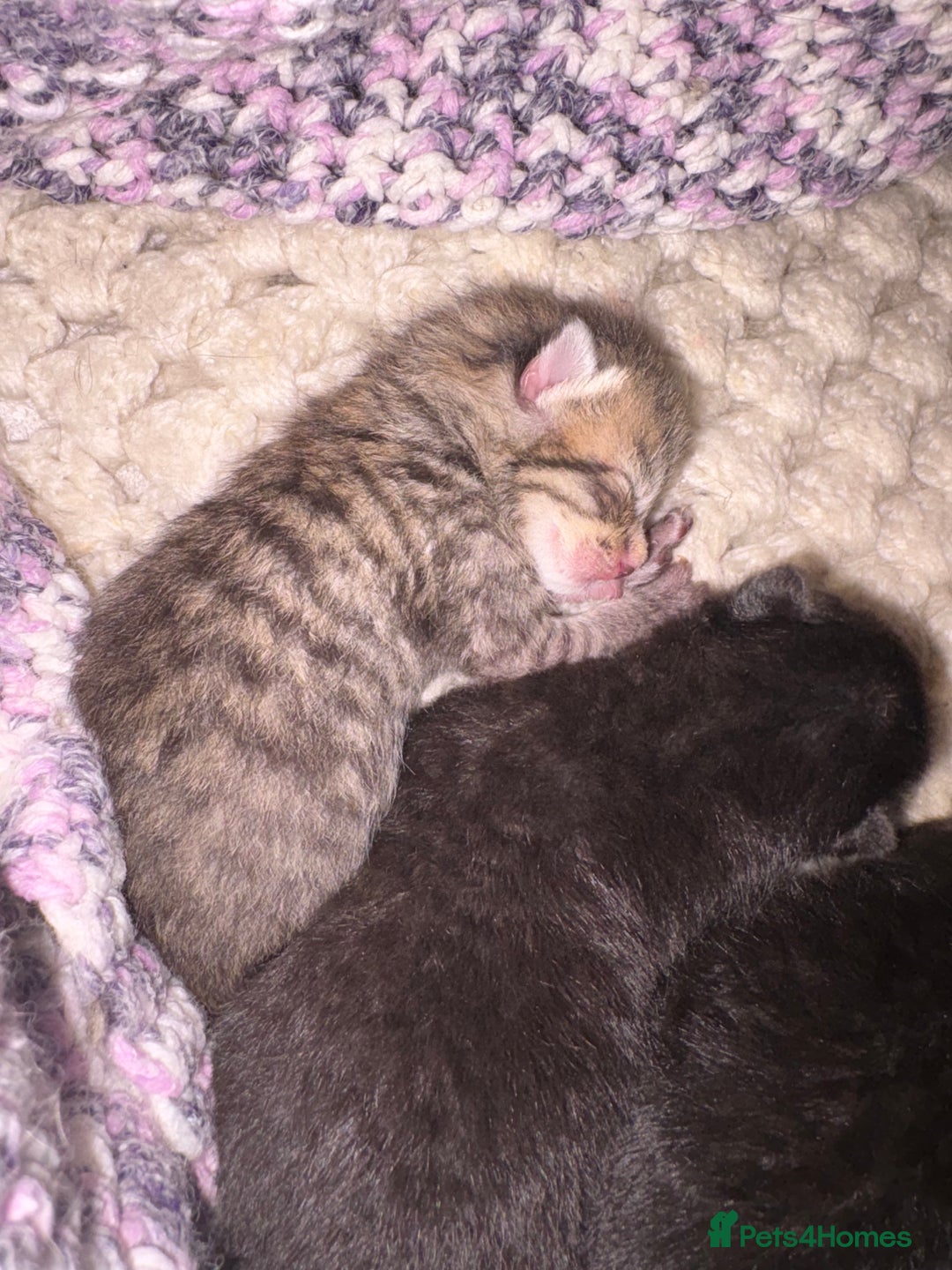 British Shorthair cats for sale: 5 British short hair kittens  - Image 12