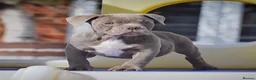 Olde English Bulldogge dogs for sale: Uk’s Longest & Most Reputable todate.  - Advert 7