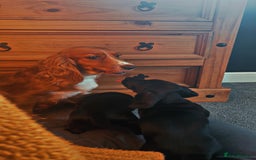 Mixed Breed dogs for sale: Black puppy with white strip on chest  - Image 1