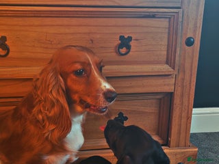 Mixed Breed dogs - Advert 1