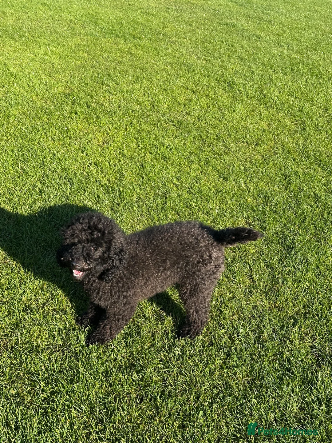 Toy Poodle dogs for sale: Gorgeous PureBred Toy Poodle Pups😍🐶 in Manchester - Advert 21