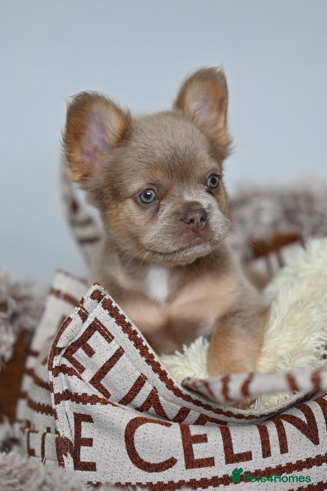 French Bulldog dogs for sale: Fluffy French Bulldogs/DNA Tested Parents  - Image 12