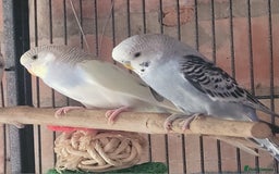 Budgerigars birds for sale: Baby Budgies  - Image 12