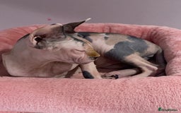 Sphynx cats for sale: 2.5 year old female sphynx for adoption - Image 2