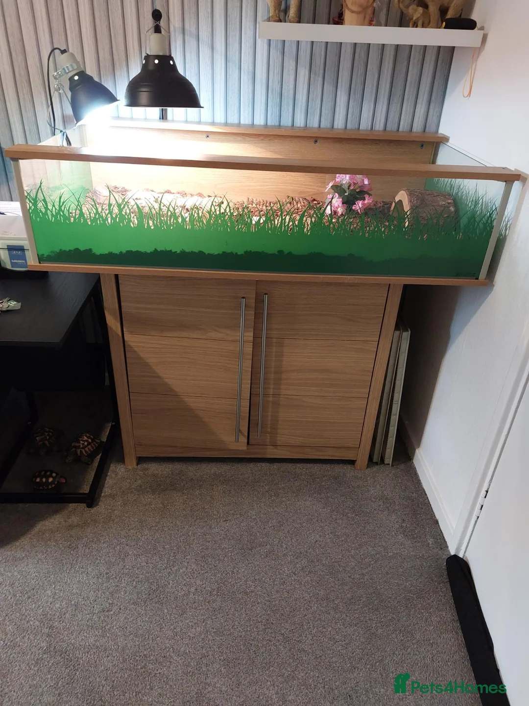 Tortoise reptiles for sale: Horsefeld tortoise & encloser &stand  in Irvine - Advert 2