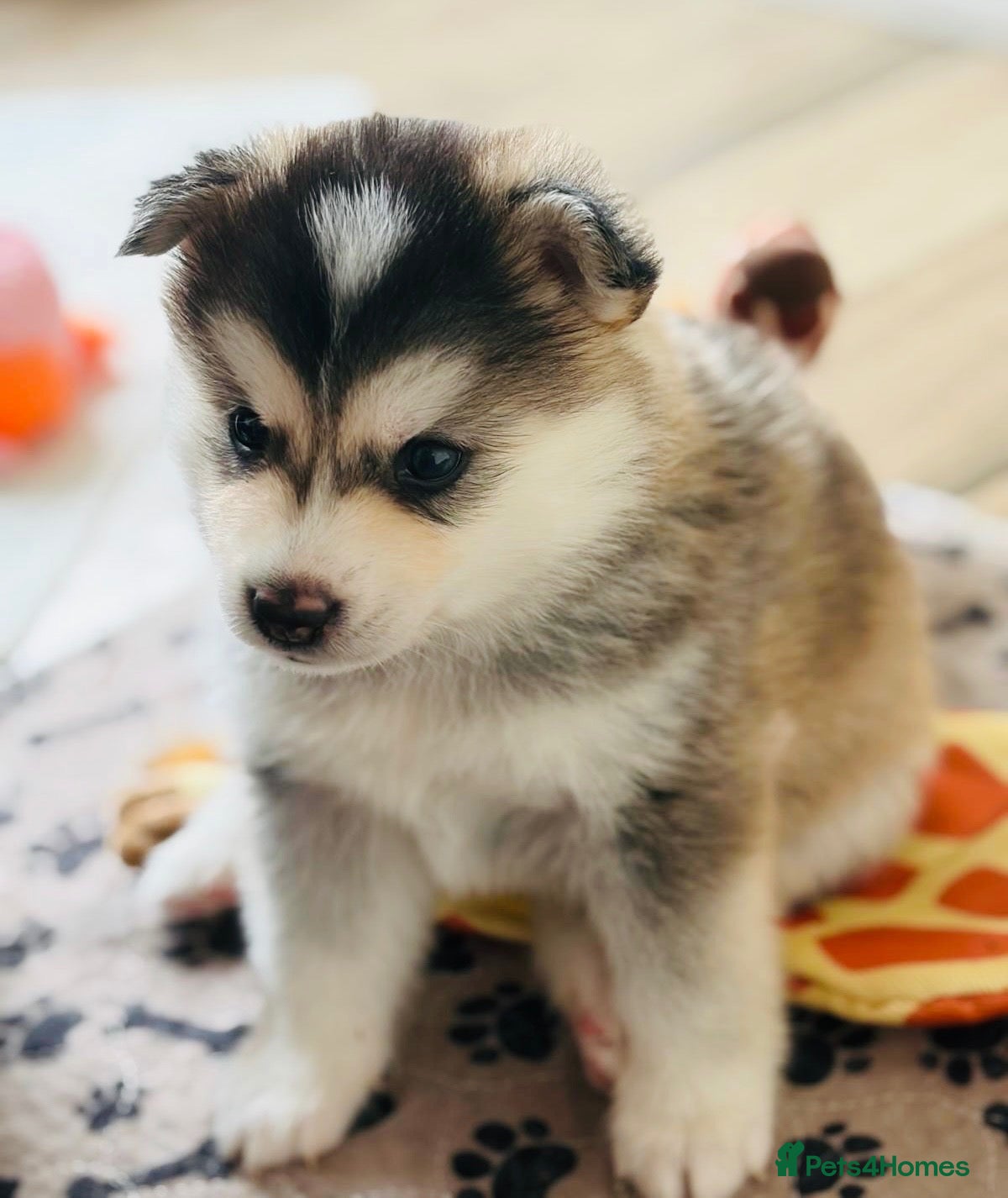 Pomsky dogs Stunning F3 Pomsky Puppies - Advert 1