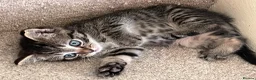 Ragdoll cats for sale: Ragdoll cross tabby kittens - Advert 7