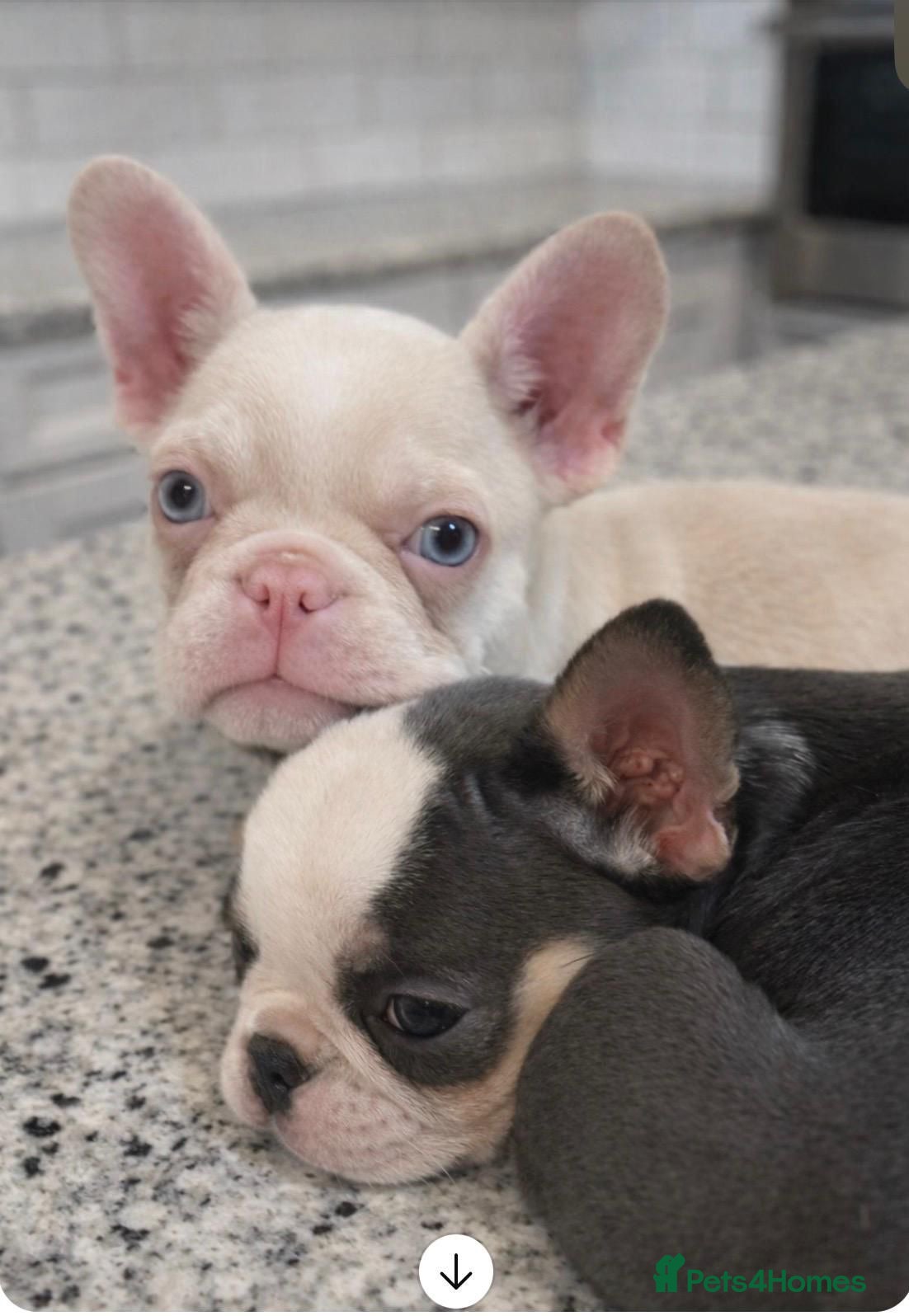 French Bulldog dogs THIS BEAUTY NEEDS A NEW HOME  - Advert 13