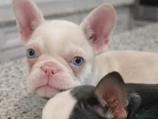 French Bulldog dogs THIS BEAUTY NEEDS A NEW HOME - Advert 13