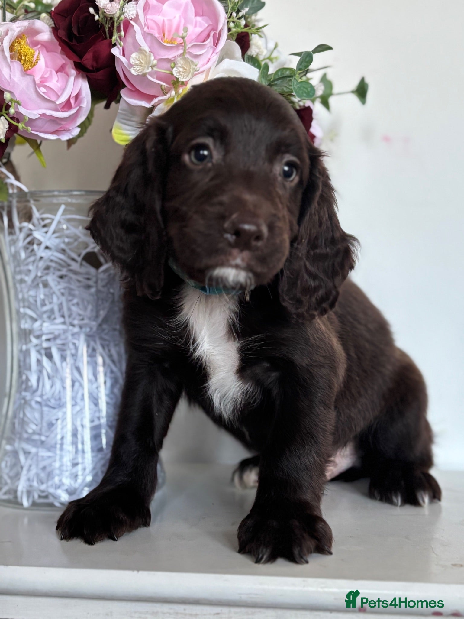 Sprocker dogs Beautiful litter of spaniel puppies  - Advert 5