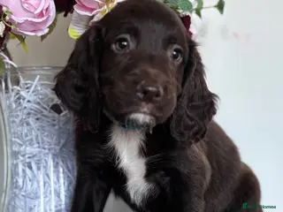 Sprocker dogs Beautiful litter of spaniel puppies - Advert 5