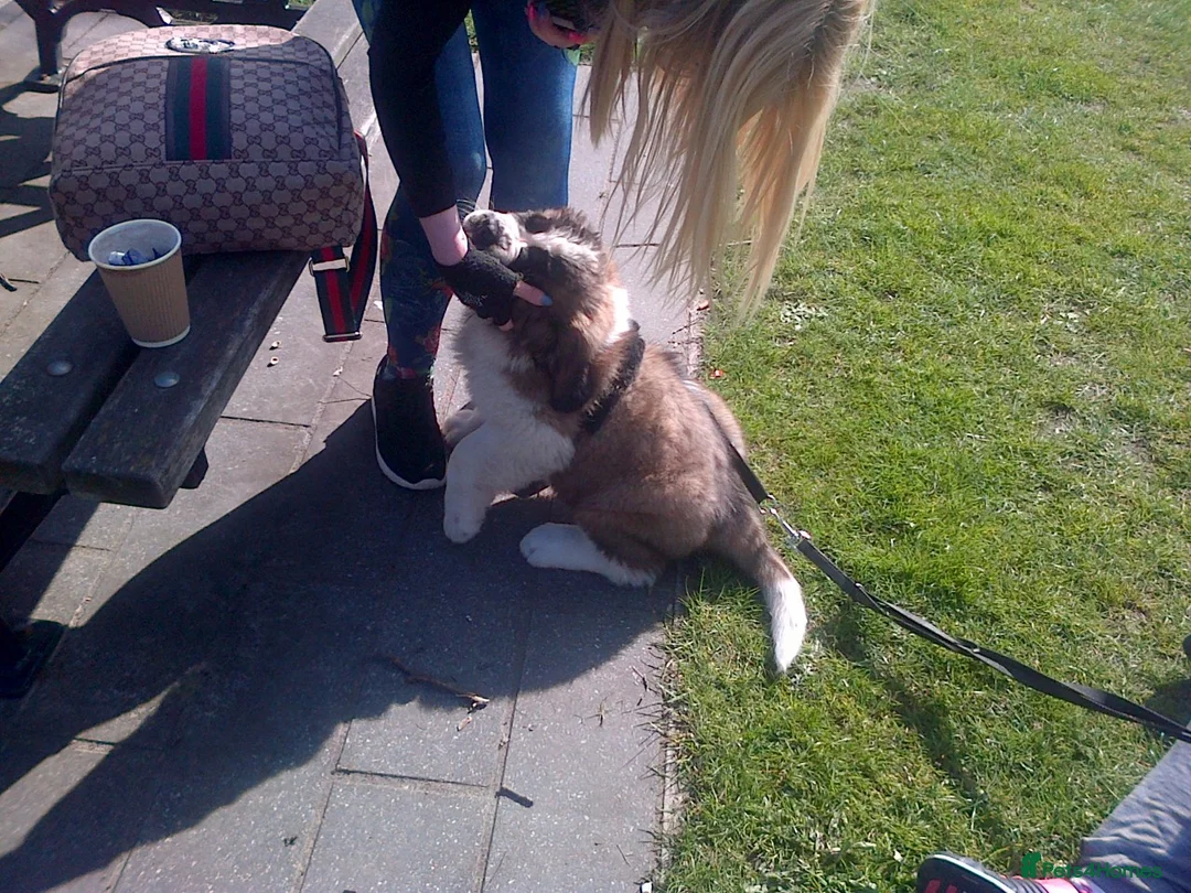 Saint Bernard dogs for sale: Health-tested line established 1990s. - Advert 24