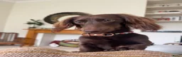 Miniature Dachshund dogs for sale: Beautiful boy for sale in London - Advert 3