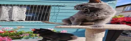 British Shorthair cats for sale: BEAUTIFUL KITTENS - Advert 9