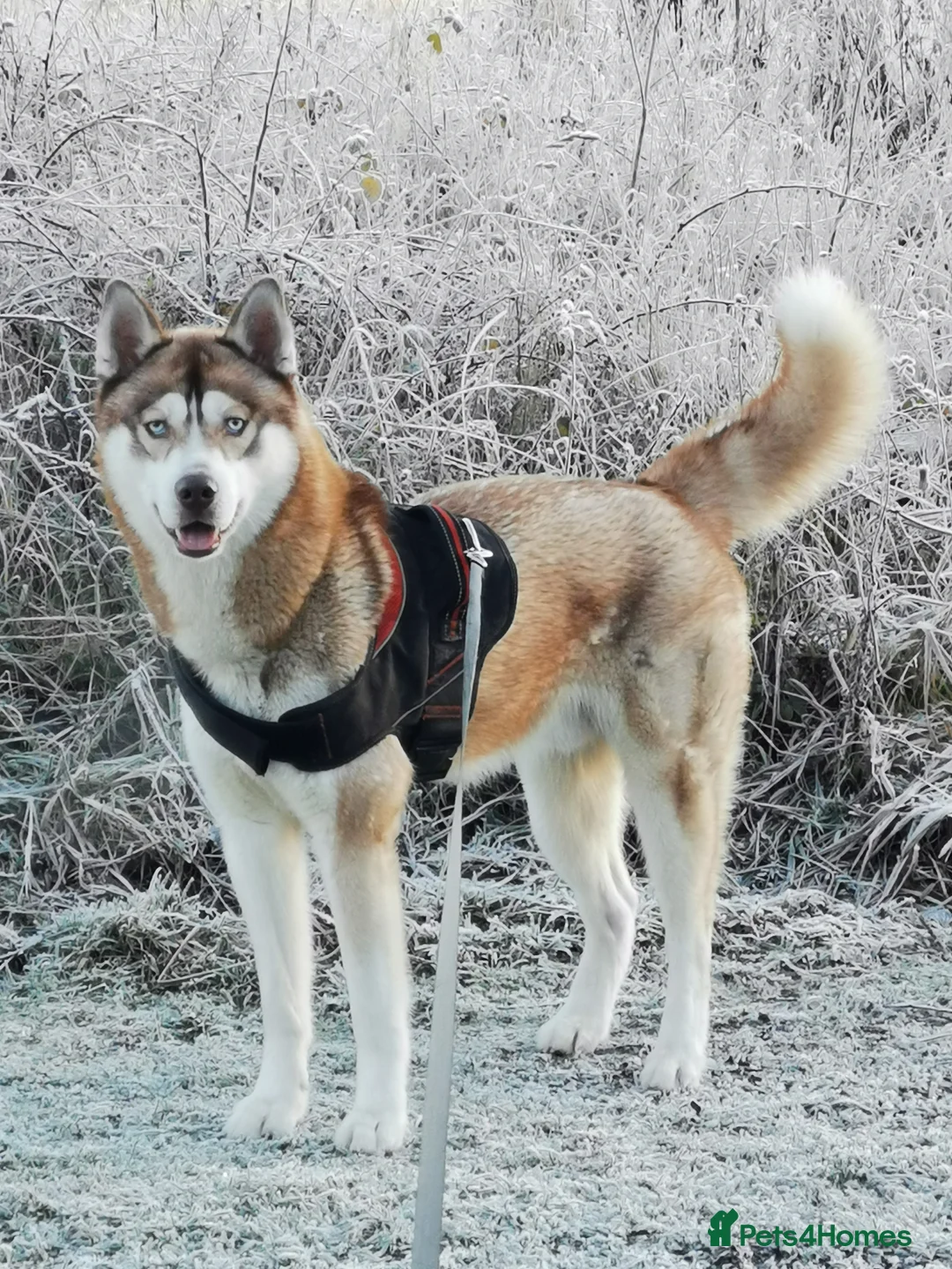 Siberian Husky dogs for stud: Siberian Husky to Stud (Proven) in South Shields - Advert 3