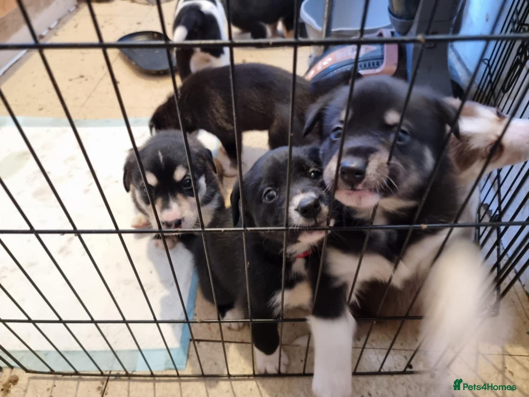 Mixed Breed dogs for sale: Husky mix Labrador  - Advert 6