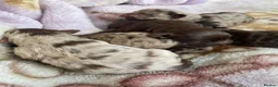 Cavapoo dogs for sale: Stunning Merle F1b cavapoo puppies for sale  - Advert 5