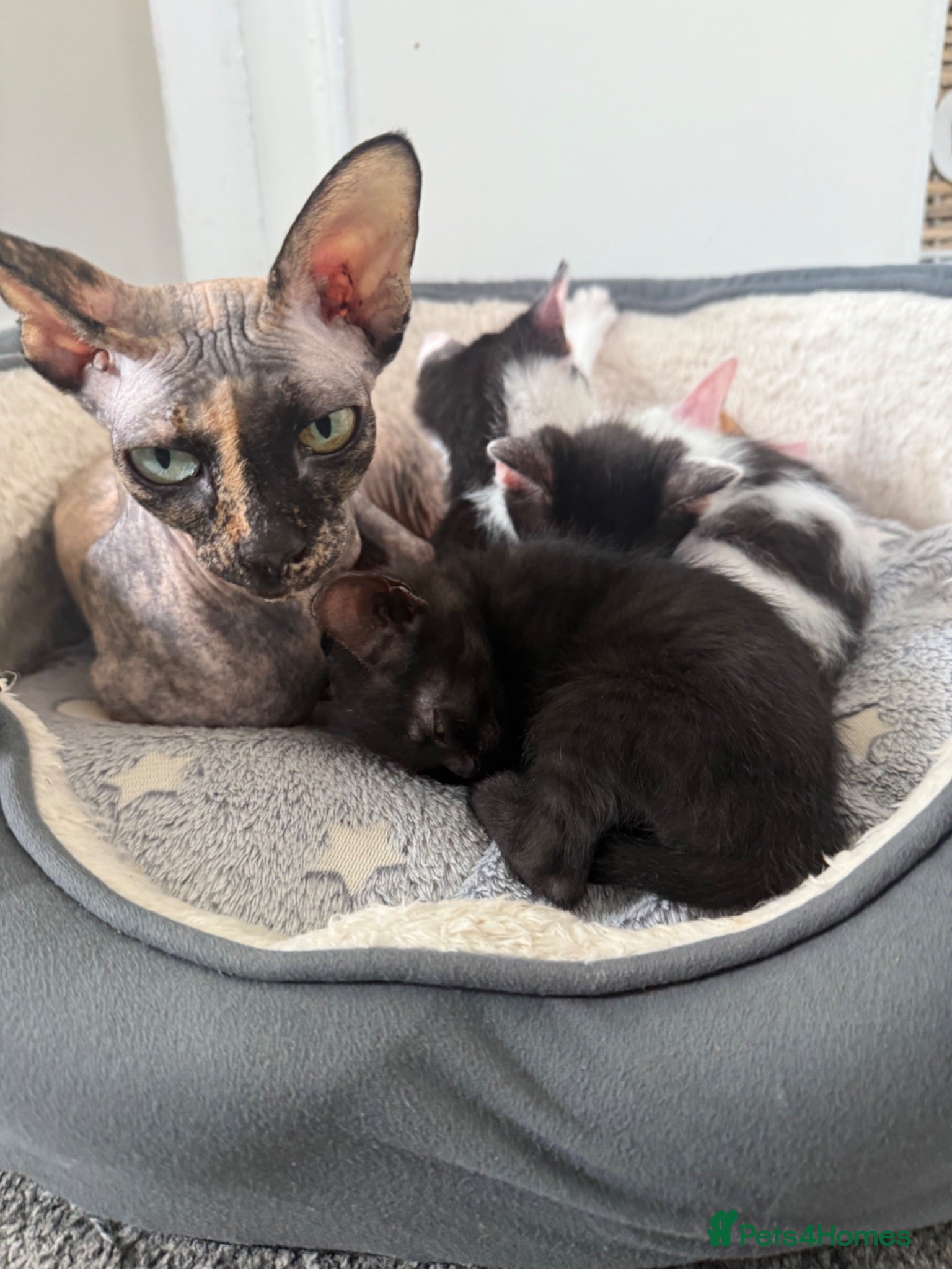 Sphynx cats 3 kittens that are looking for a home  - Advert 14
