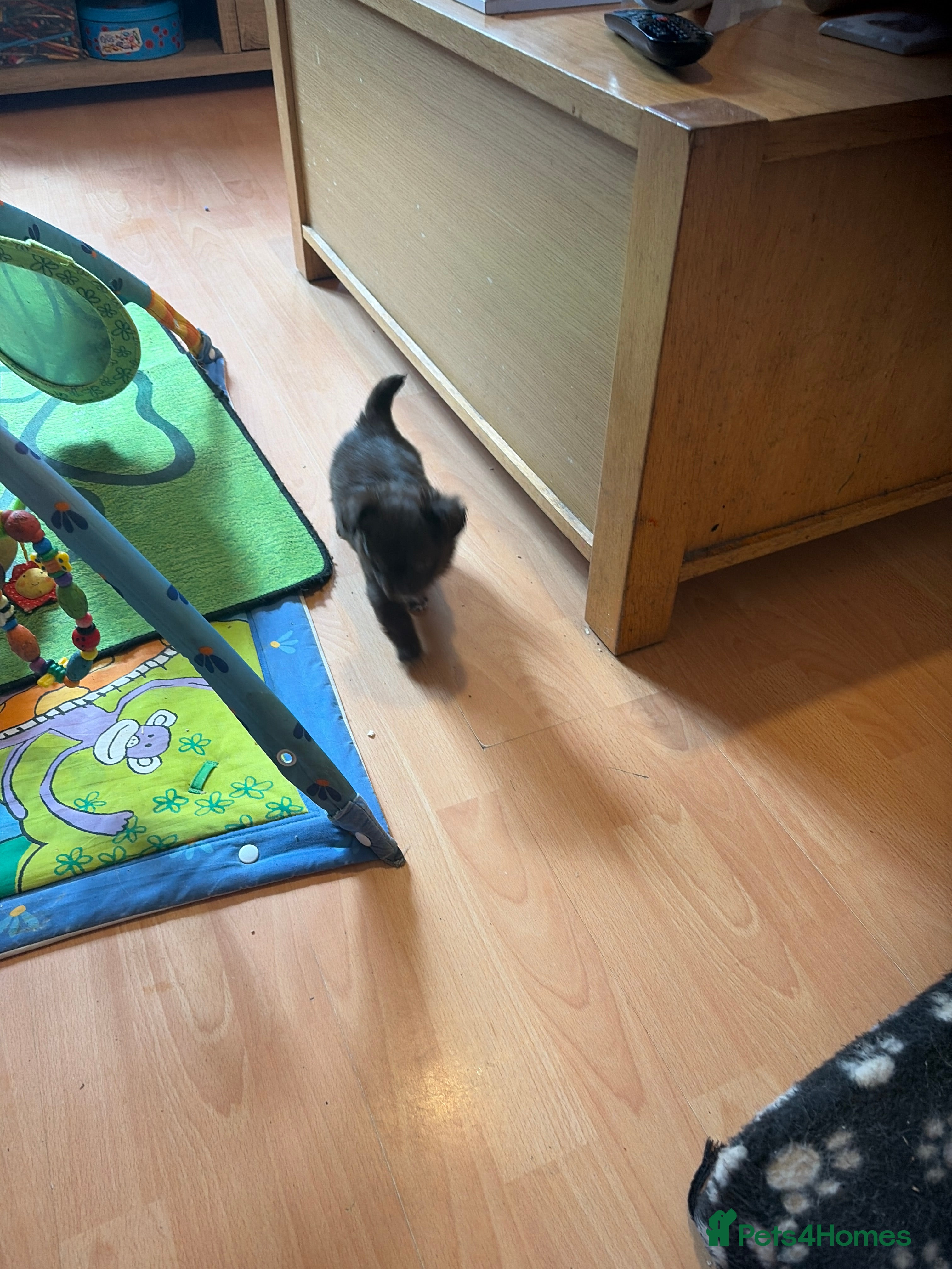 Chihuahua dogs Last little chocolate boy - Advert 1