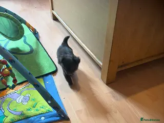 Chihuahua dogs Last little chocolate boy - Advert 1