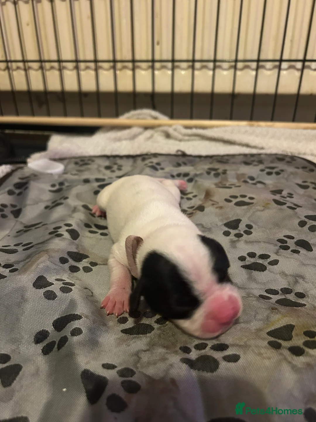 Mixed Breed dogs for sale: 7 gorgeous American Bulldog x Springer Spaniel - Advert 16