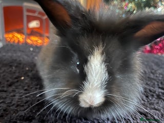 Lionhead rabbits 3 baby bunnies looking for there forever home - Advert 5