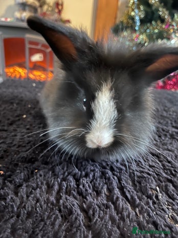 Lionhead rabbits 3 baby bunnies looking for there forever home - Advert 3