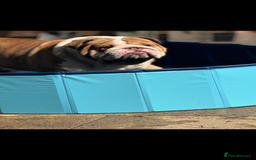 English Bulldog dogs for stud: Tony  - Image 2