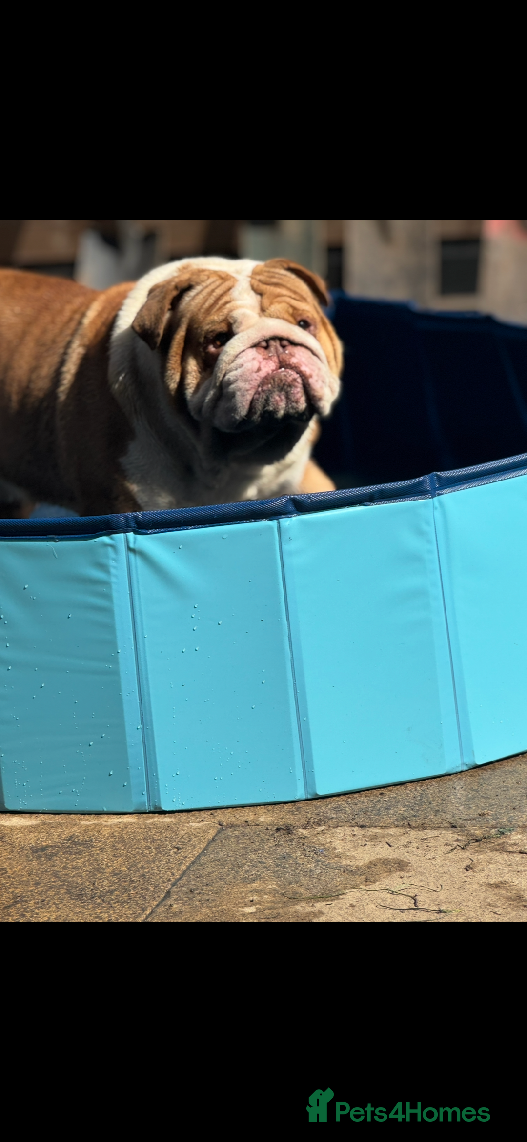 English Bulldog dogs for stud: Tony  - Image 2