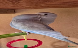 Budgerigars birds for sale: Gorgeous baby budgies - Image 21