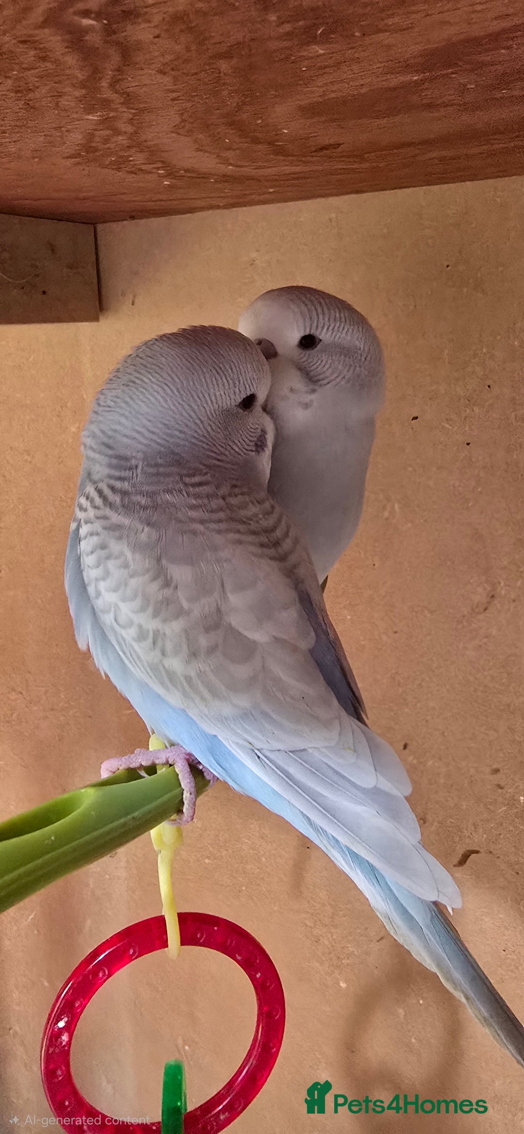 Budgerigars birds for sale: Gorgeous baby budgies - Image 21