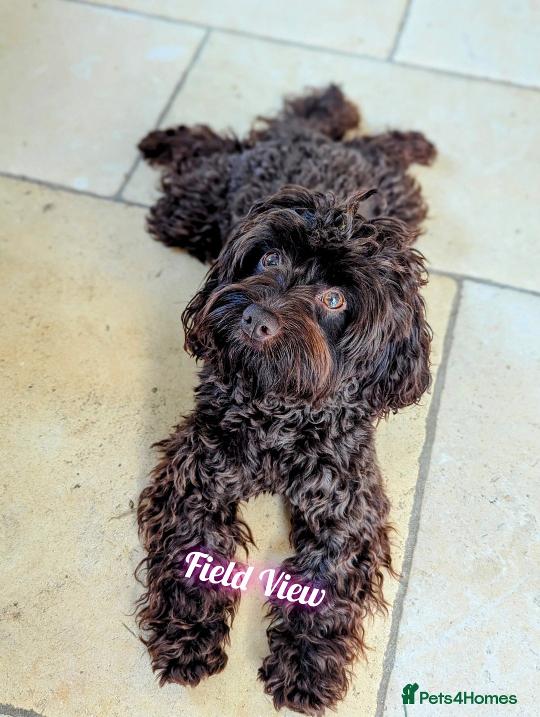 Miniature Poodle dogs for stud: Imported Brown Miniature Poodle & Cavalier Studs in Sutton Coldfield - Image 2