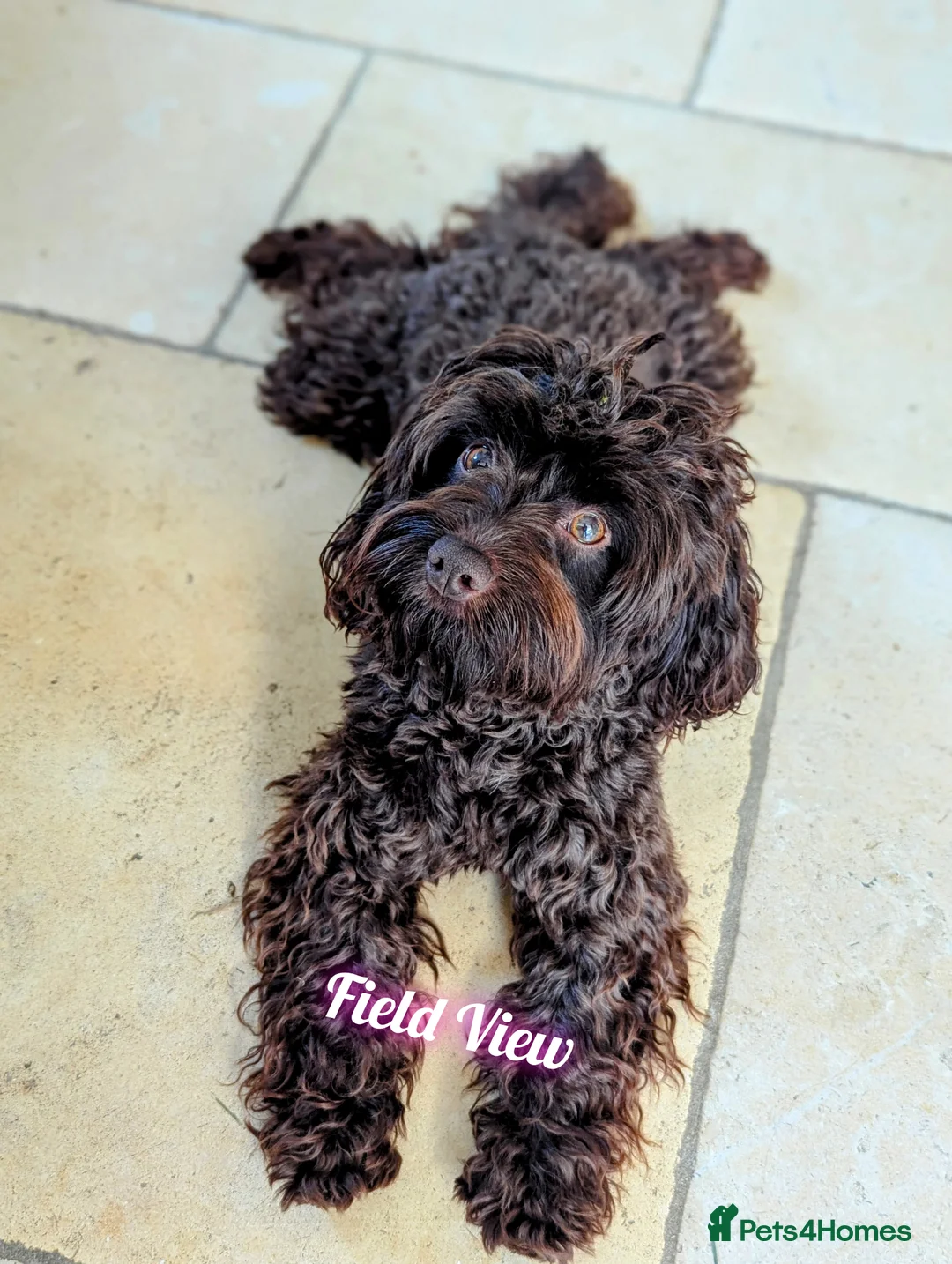 Miniature Poodle dogs for stud: Imported Brown Miniature Poodle & Cavalier Studs in Sutton Coldfield - Advert 2