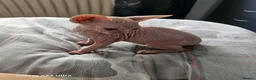 Sphynx cats for sale: Sphynx  in Southampton - Advert 13